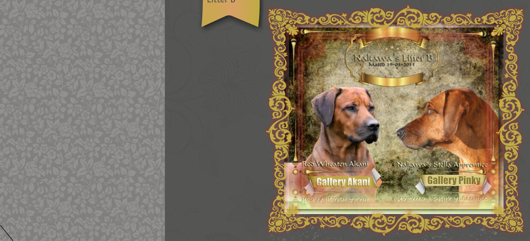 Gallery Pinky Gallery Akani