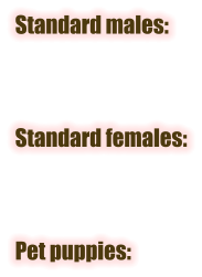 Standard males:    Standard females:    Pet puppies: