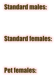 Standard males:    Standard females:    Pet females: